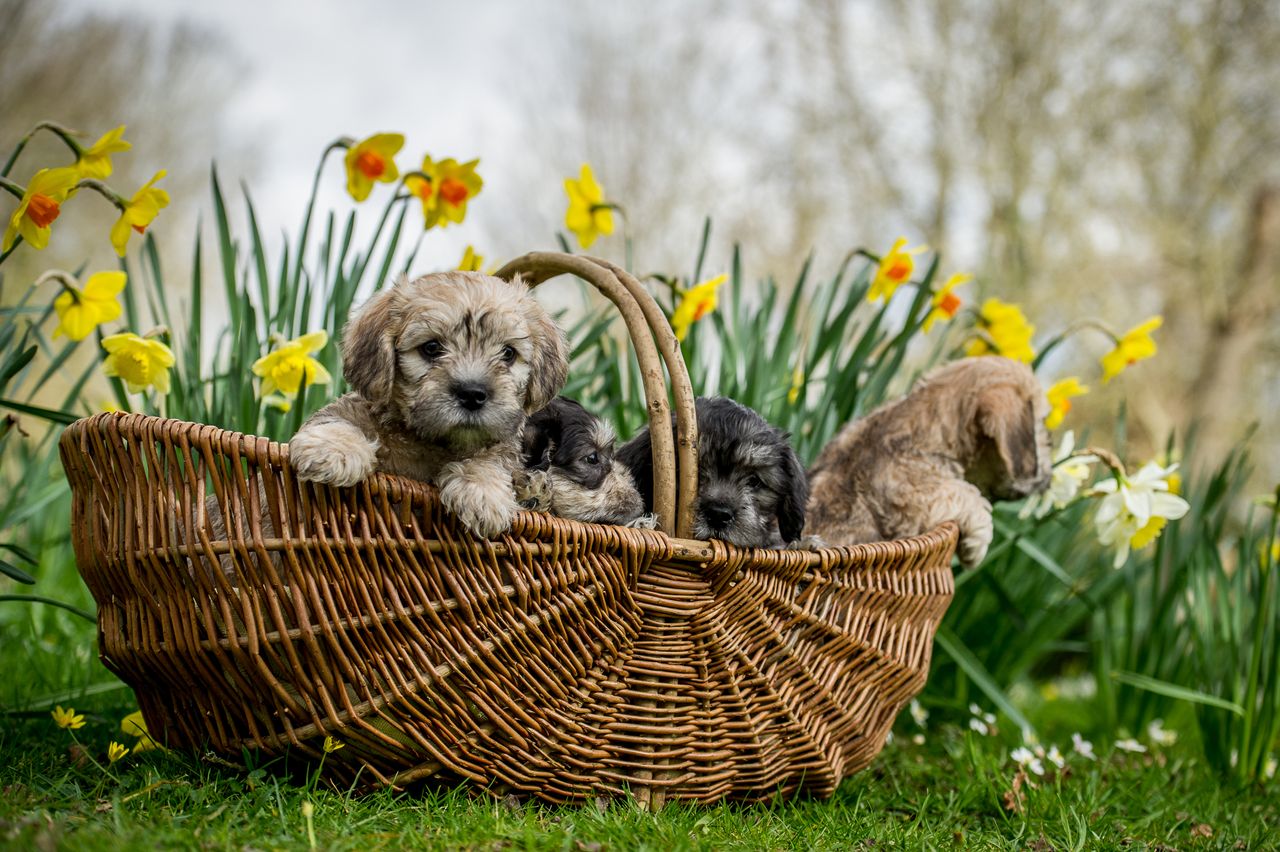 Three Dandie Dinmont Terrier puppies lying in a wicker basket, peeking over the edge with curious expressions and daffodils in the background.