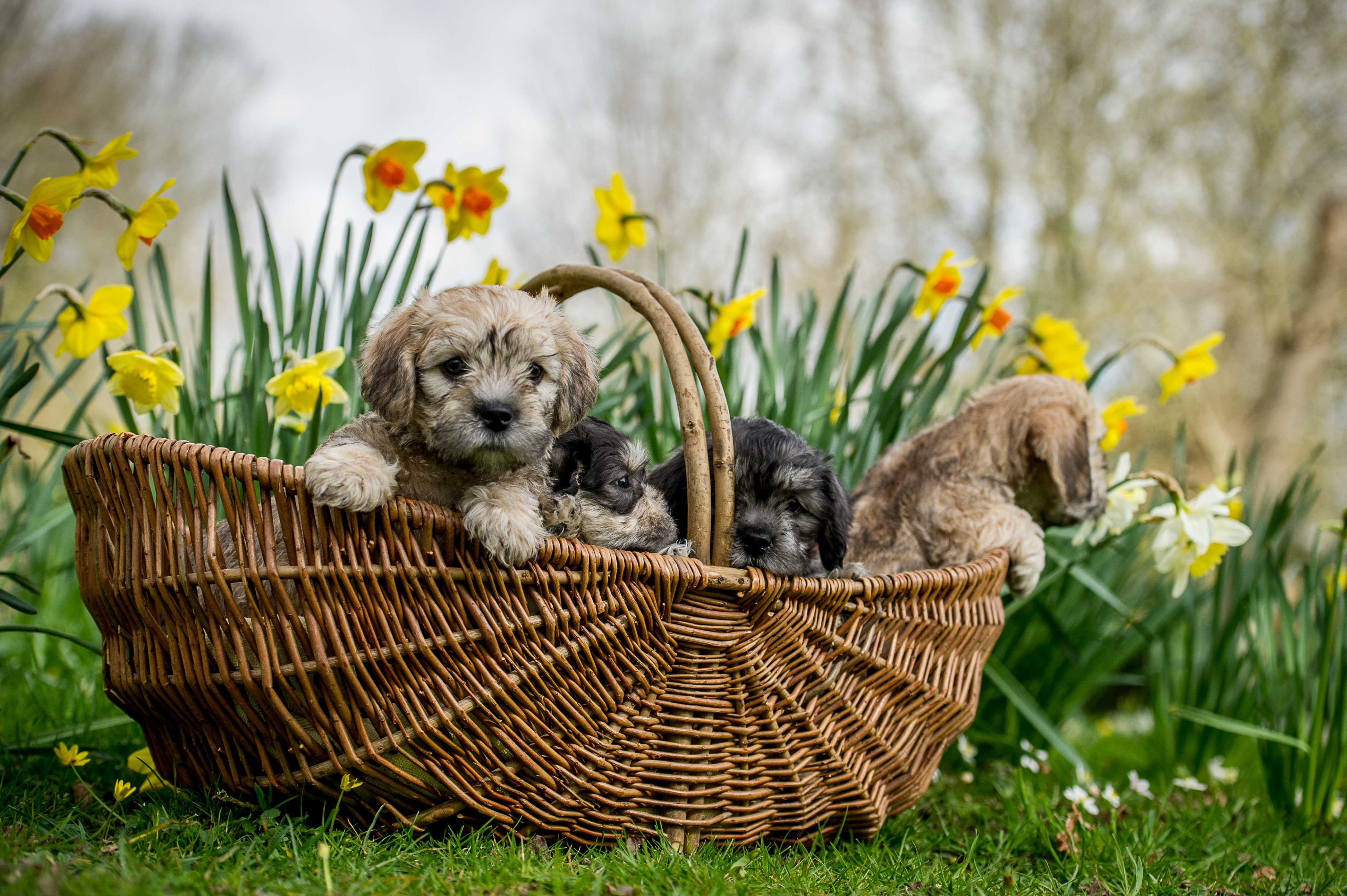 Three Dandie Dinmont Terrier puppies lying in a wicker basket, peeking over the edge with curious expressions and daffodils in the background.