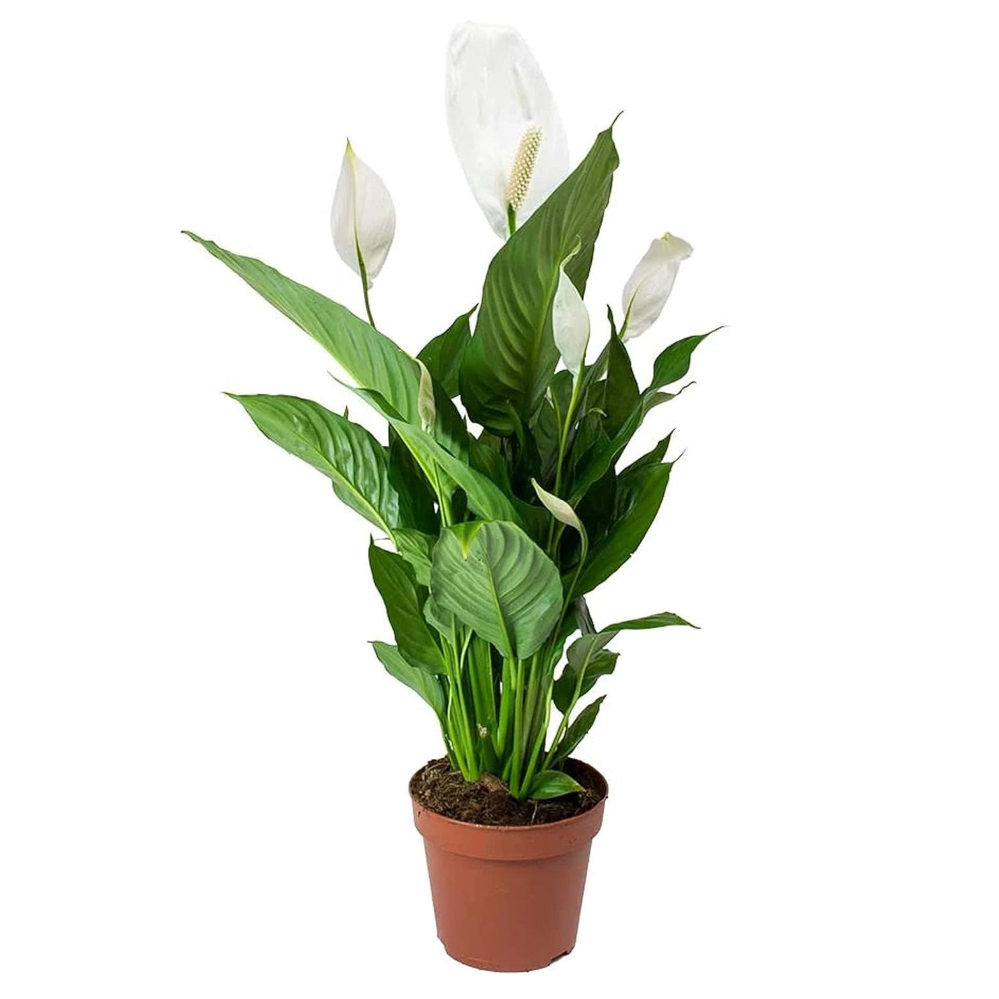 Spathiphyllum Peace Lily Indoor Plant
