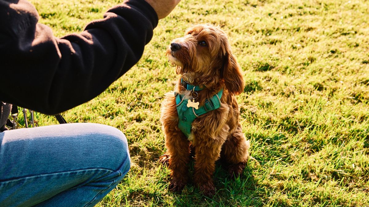 Man training dog with treats outside