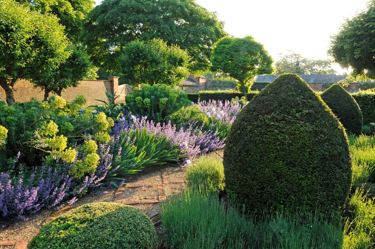 Brick and gravel paths between box cushions, yew beehives, lavender, Nepeta ‘Six Hills Giant’ and Iris ‘Jane Phillips’. The gardens at Everdon Hall, Northamptonshire. ©Val Corbett for Country Life