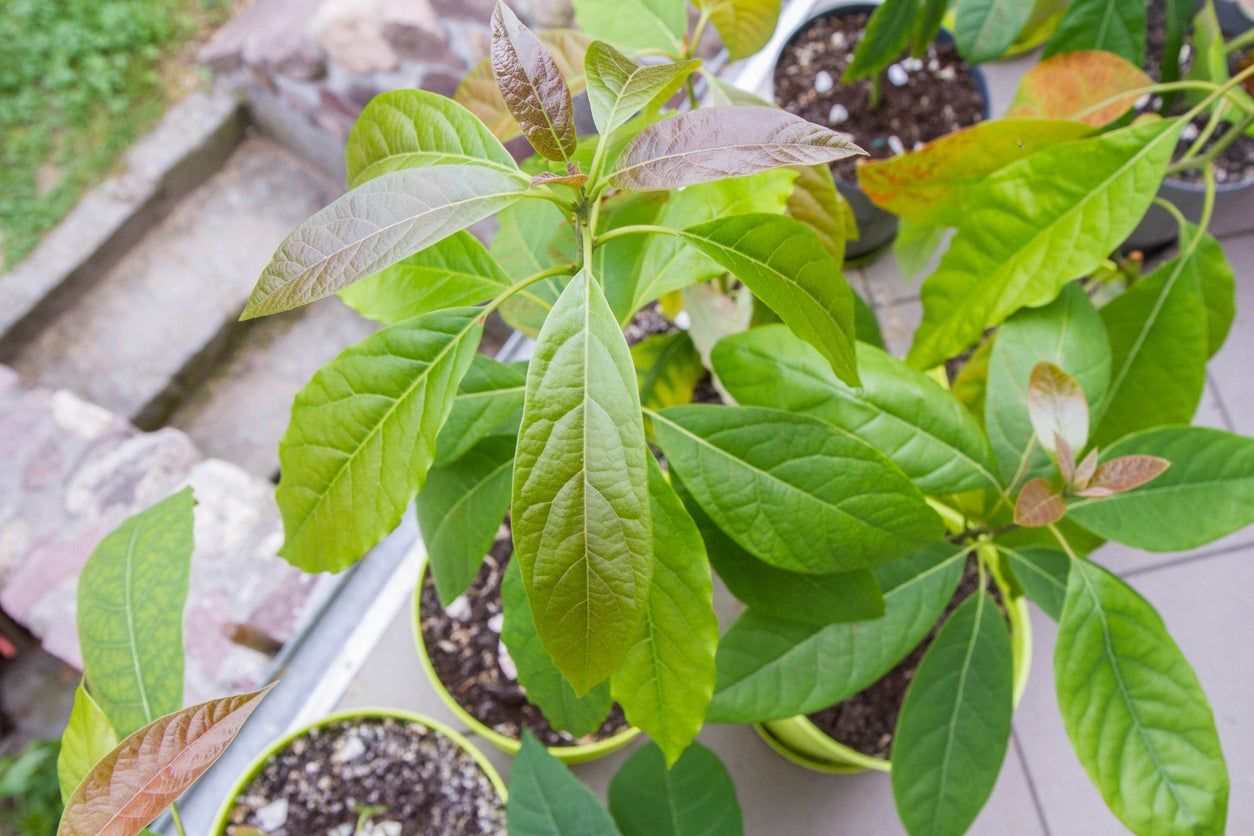 Potted Avocado Trees