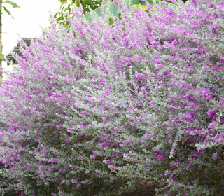 purple bush sage