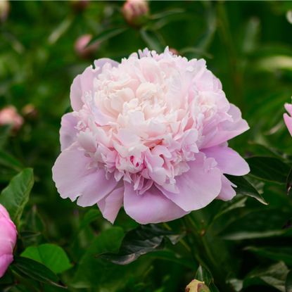 Peony 'Sarah Bernhardt' growing in garden