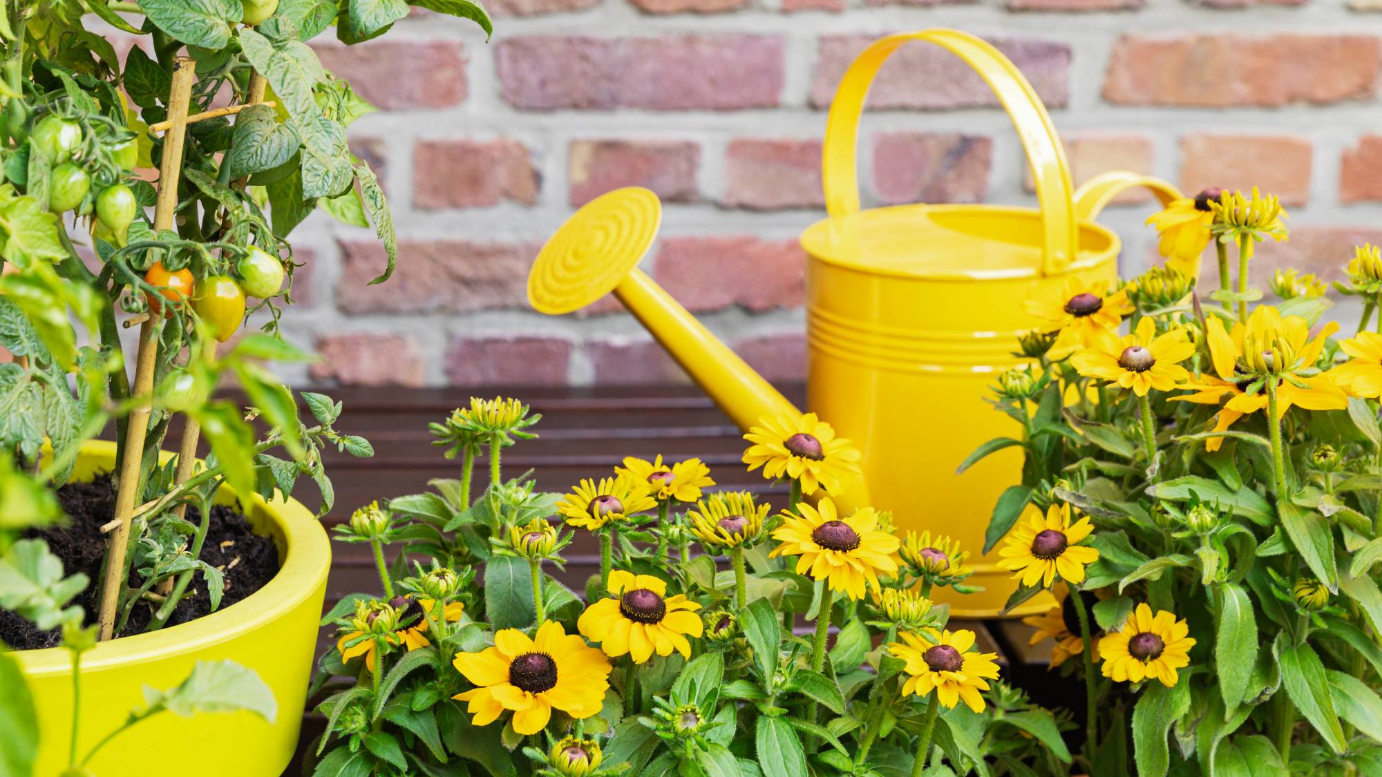 Yellow watering can, rudbeckia flowers and tomatoes