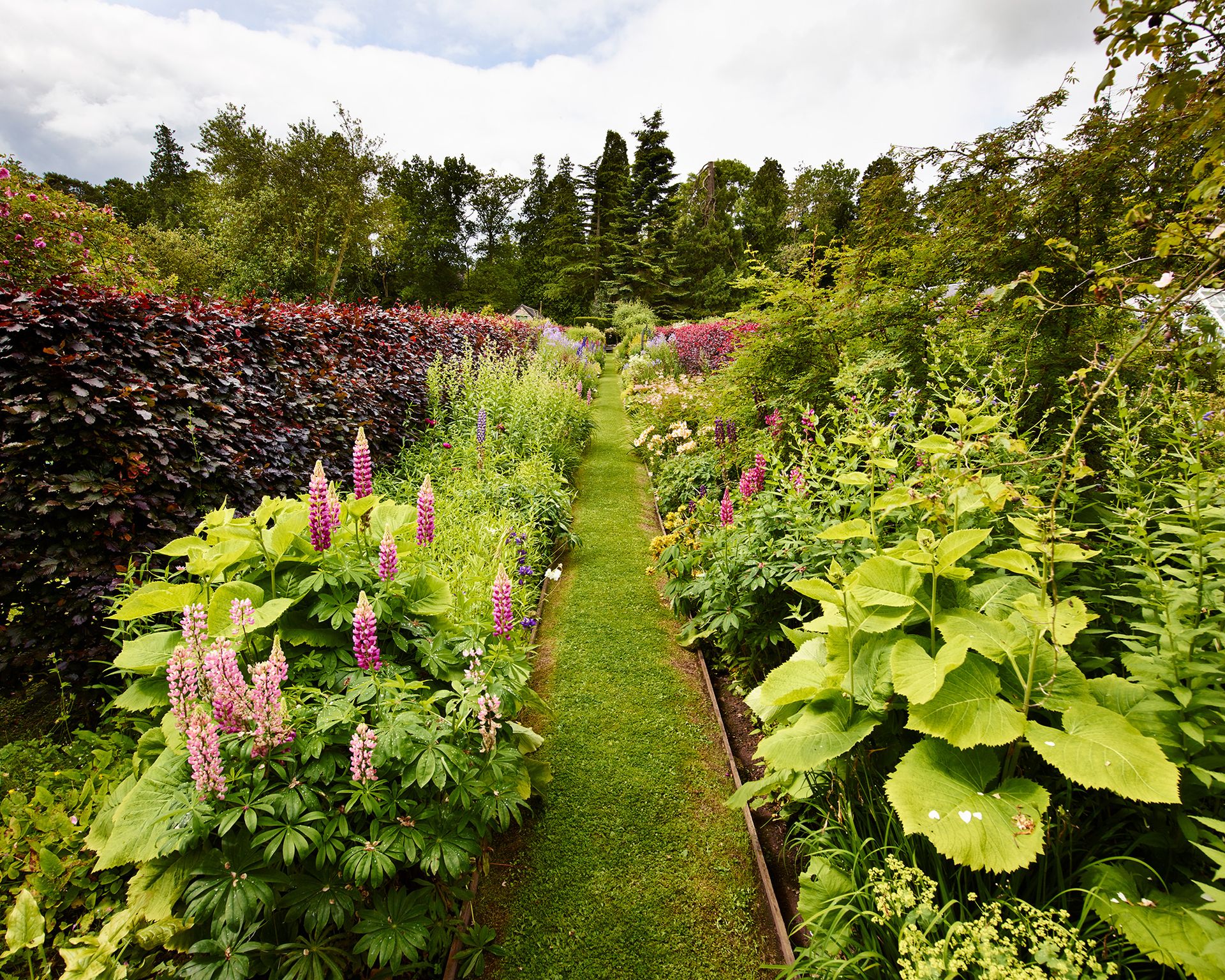 grass garden path between raised flower beds