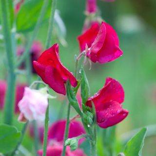 Pink sweet pea flowers growing in garden