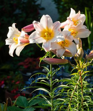 White, yellow and pink trumpet flowers of the summer blooming regal lily,