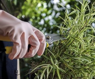 How to grow bamboo from cuttings in water