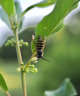 A black and yellow wasp hanging from a green leafy stem outside