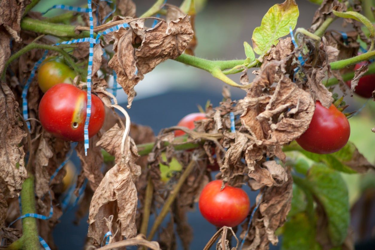 Brown Leaves On Tomato Plant