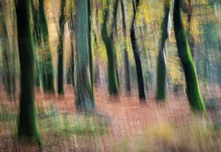 ICM image of tree trunks