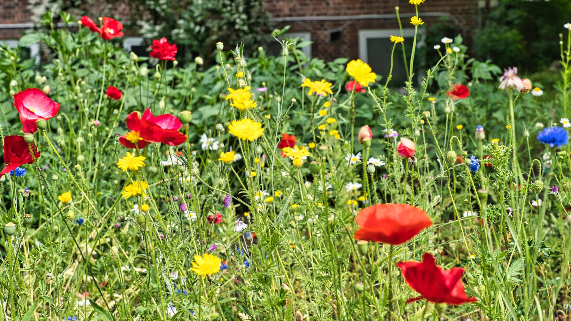picture of wildflowers growing in uk garden