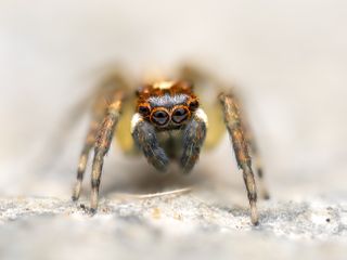 A super macro of a spider with face and front legs in sharp focus