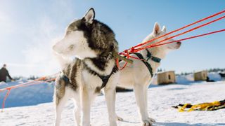 Siberian husky dogs on sled