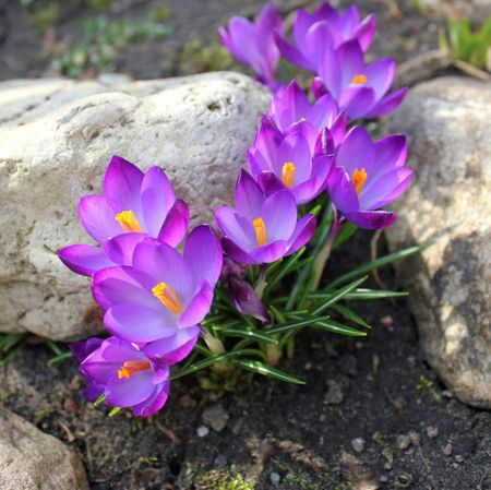 Purple Crocus Flowers