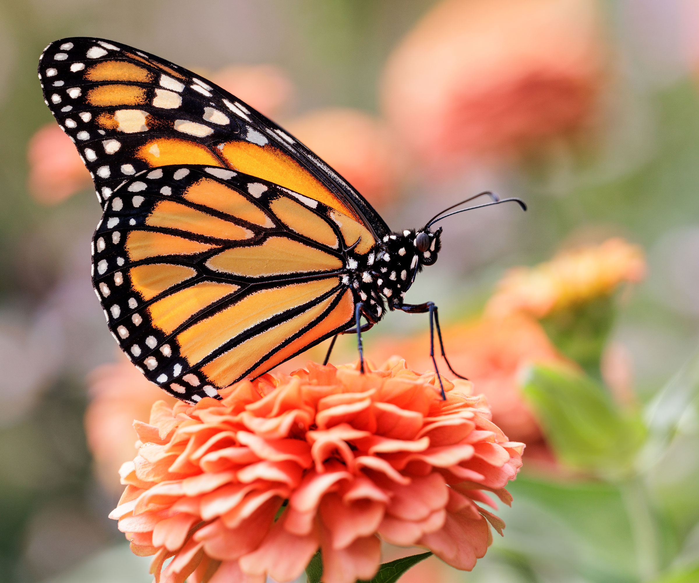 monarch butterfly sitting on orange zinnia flower