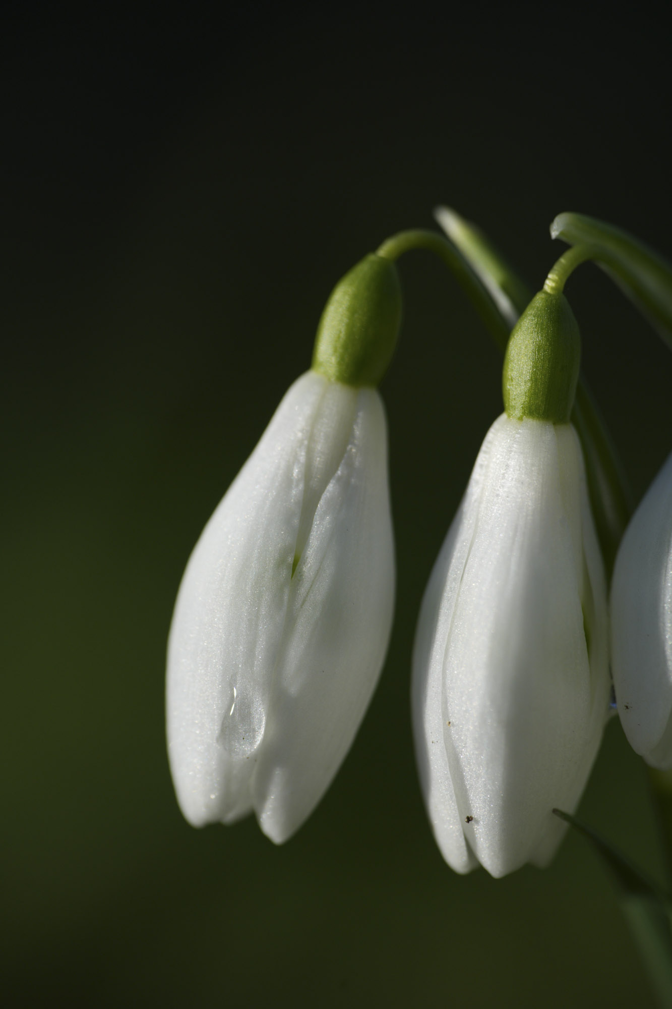 A comparison shot taken with the Sony FE 100mm f/2.8 Macro GM OSS lens showing with and without the Sony 2x teleconverter 