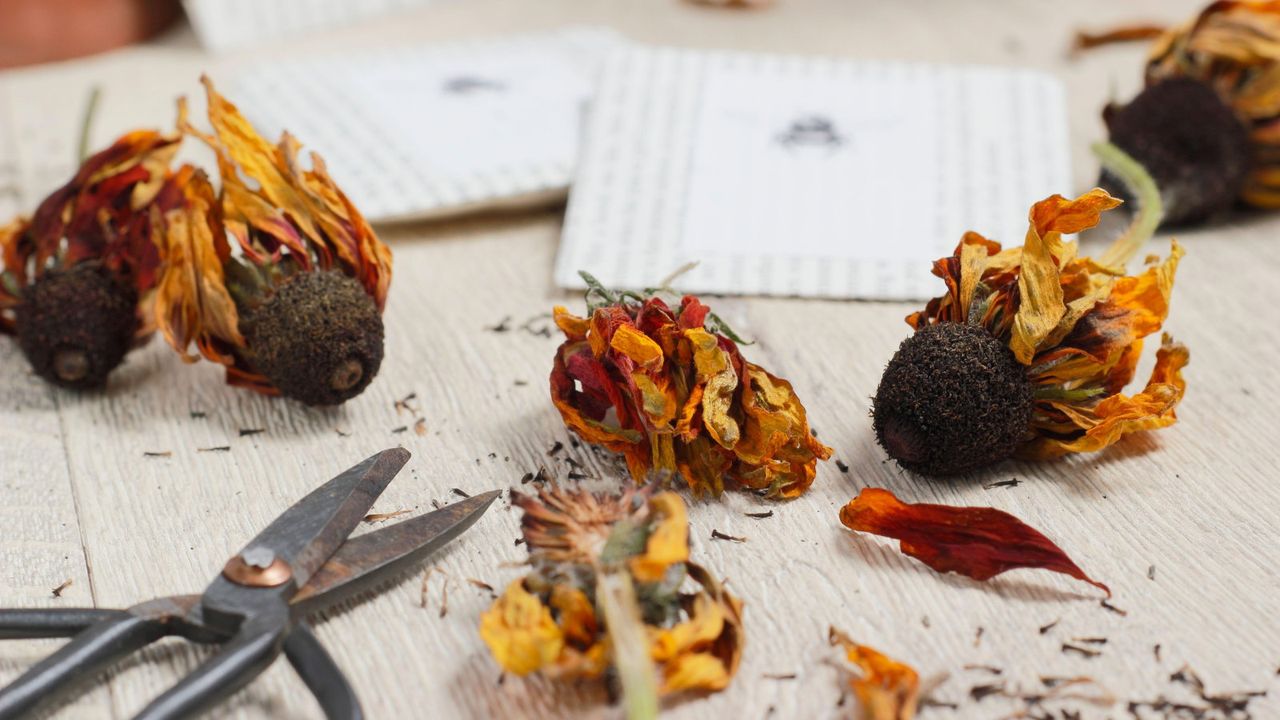 Dried black-eyed Susan seeds being collected and saved