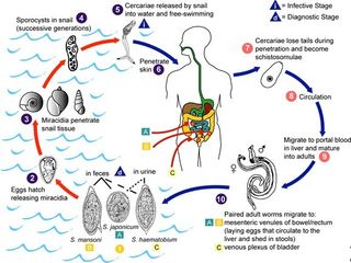 a diagram of the lifecycle of the Schistosomiasis parasite