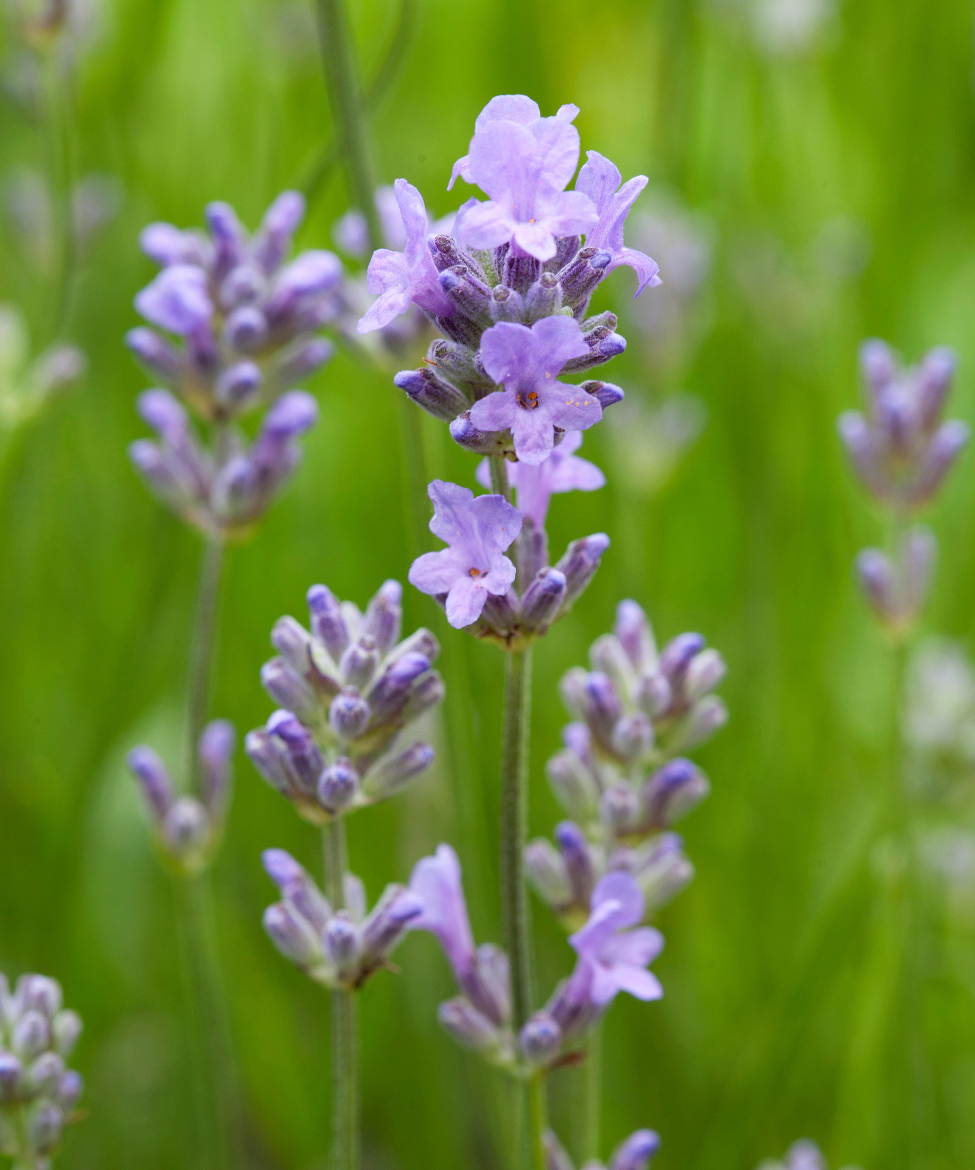 Lavandula x intermedia 'Hidcote Giant' in bloom