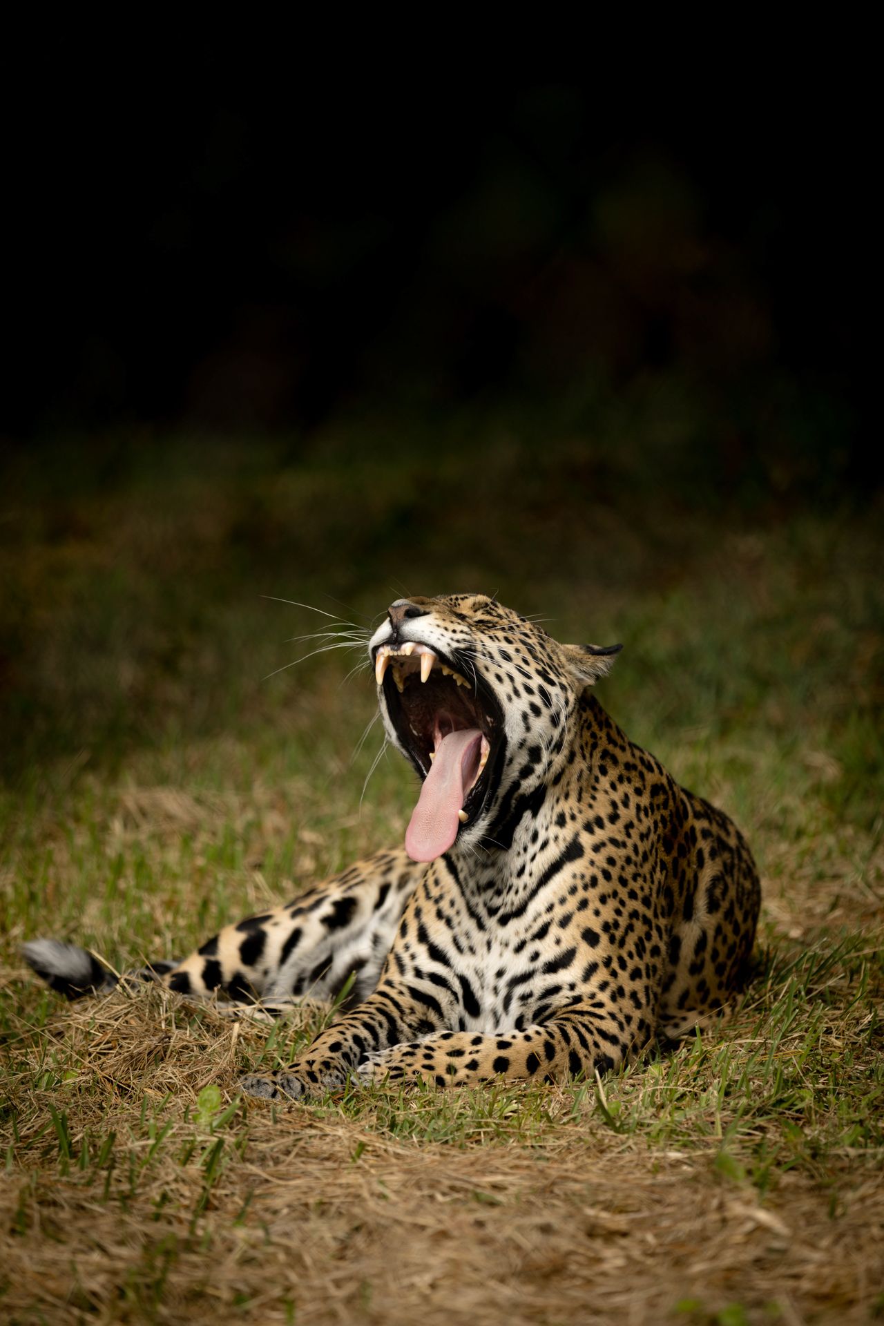 Winning or shortlised image for the The Week Junior Science+Nature Scavenger Hunt contest
