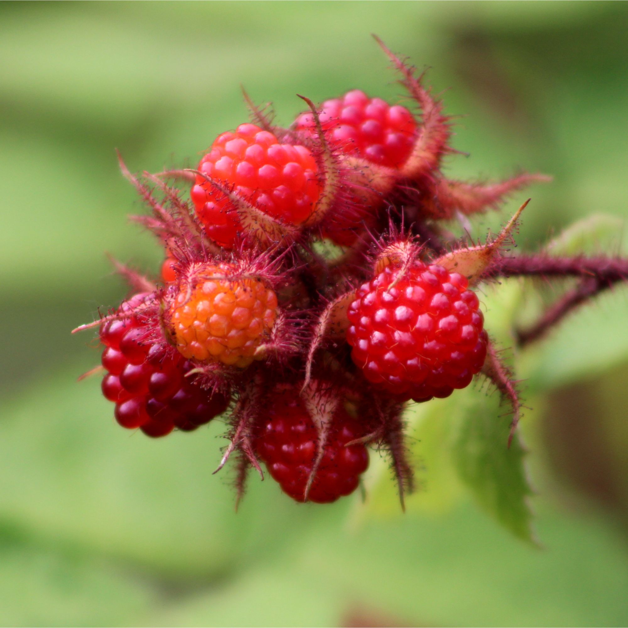 Japanese wineberries growing in garden
