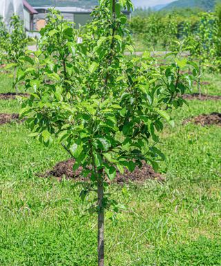 young apple tree in leaf after being freshly transplanted outside