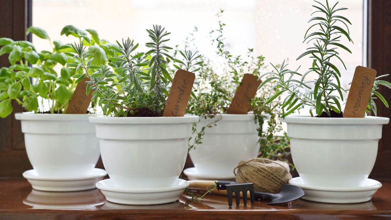 Herbs in pots