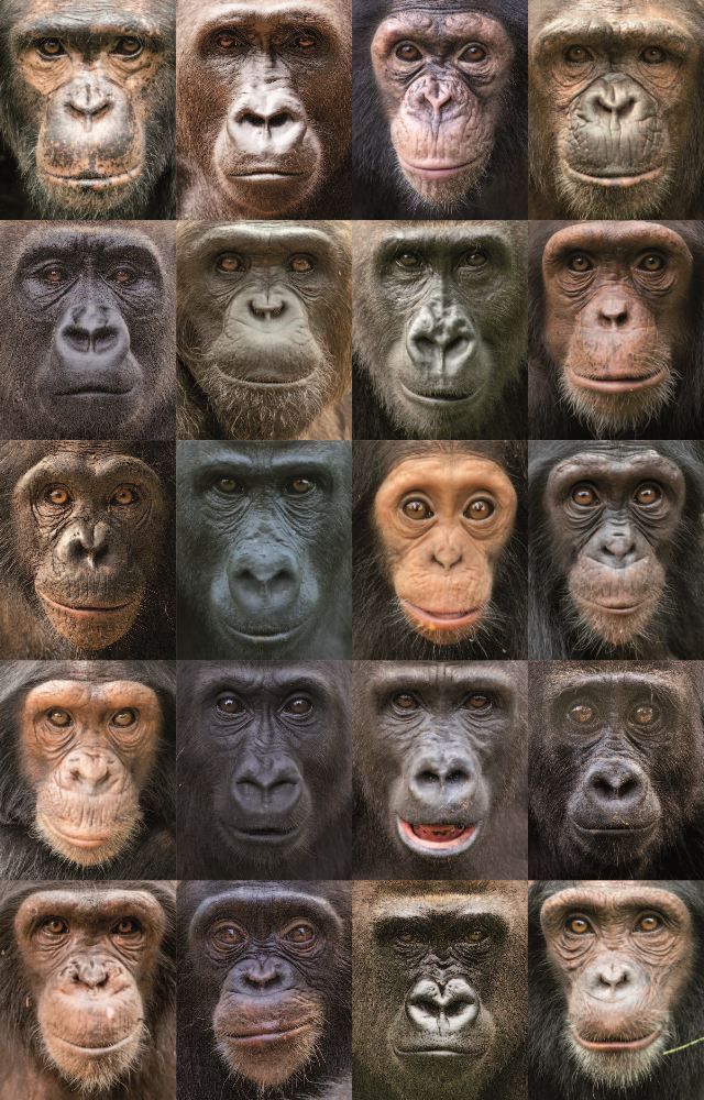 Why Monkeys and Apes Have Colorful Faces | Live Science