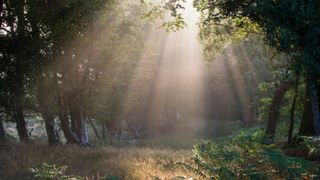 A section of Ashdown Forest in Sussex