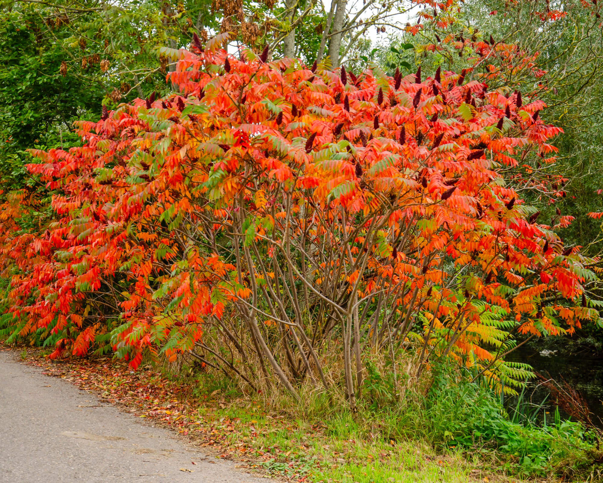 stand of staghorn sumac shrubs