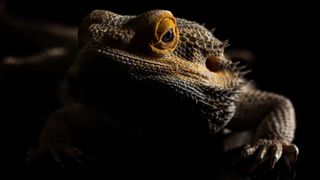 Bearded dragon in the dark