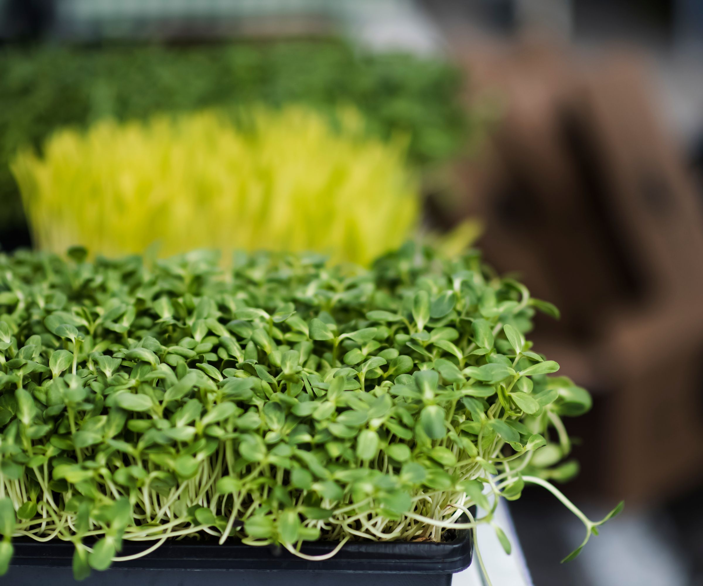 Sprouts growing in trays at the market