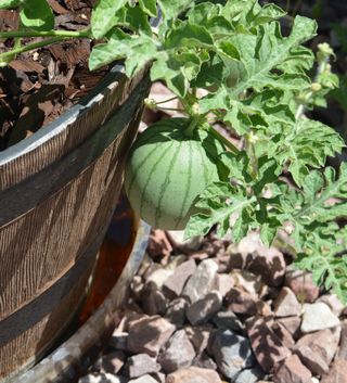small watermelon plant growing in a container