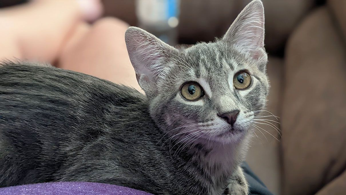 Photoshop example: Kitten image brightened.