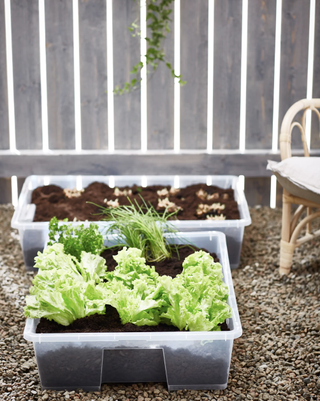 Ikea hack: plastic container with plants inside