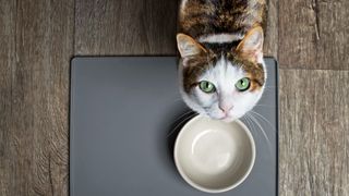 Cat standing in front of bowl looking up