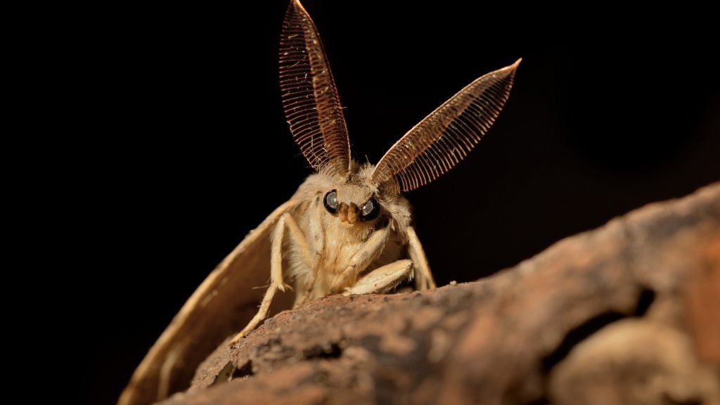 Spongy moth