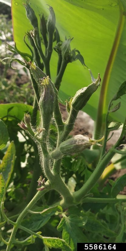 Big Bud Disease On Tomato Plant