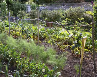 Garden trellis made using sticks and branches