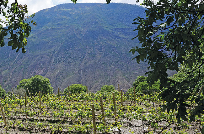 Mo&amp;euml;t Hennessy's Shangri-La winery in Yunnan province