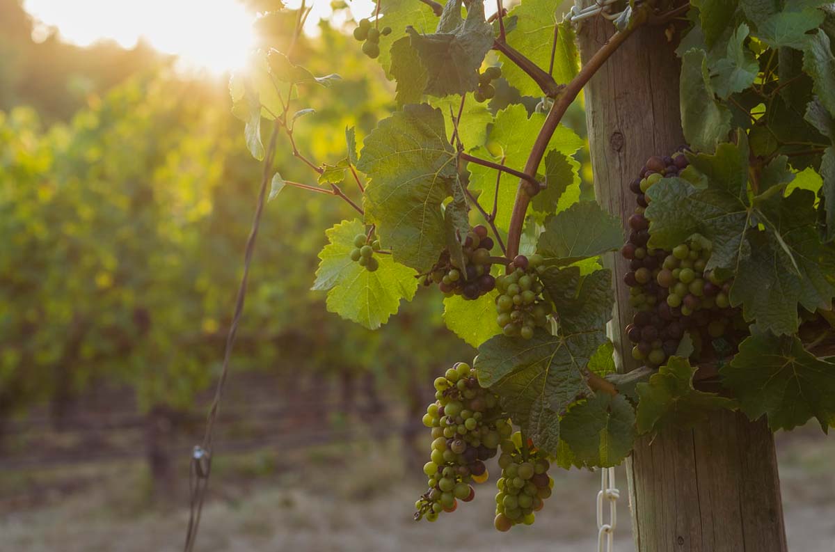 still blancs de noir