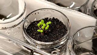 about 10 small green sprouts grow out of dark, damp dirt inside a small glass jar.