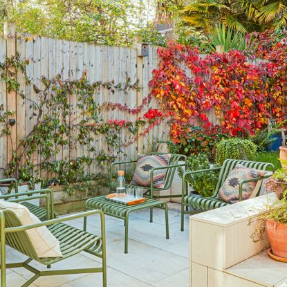 garden with climbers growing on a wooden fence