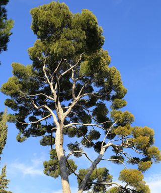 pinus pinea tree against a blue sky