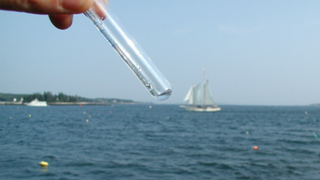 Sampled seawater from the Gulf of Maine in a clear collection tube