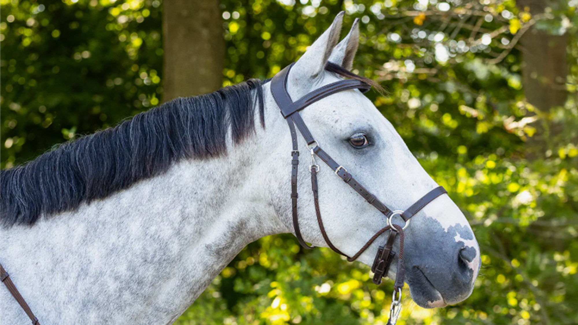 Grey horse wearing QHP Ceto bitless bridle