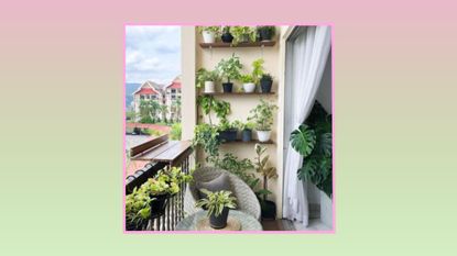Apartment garden with shelves