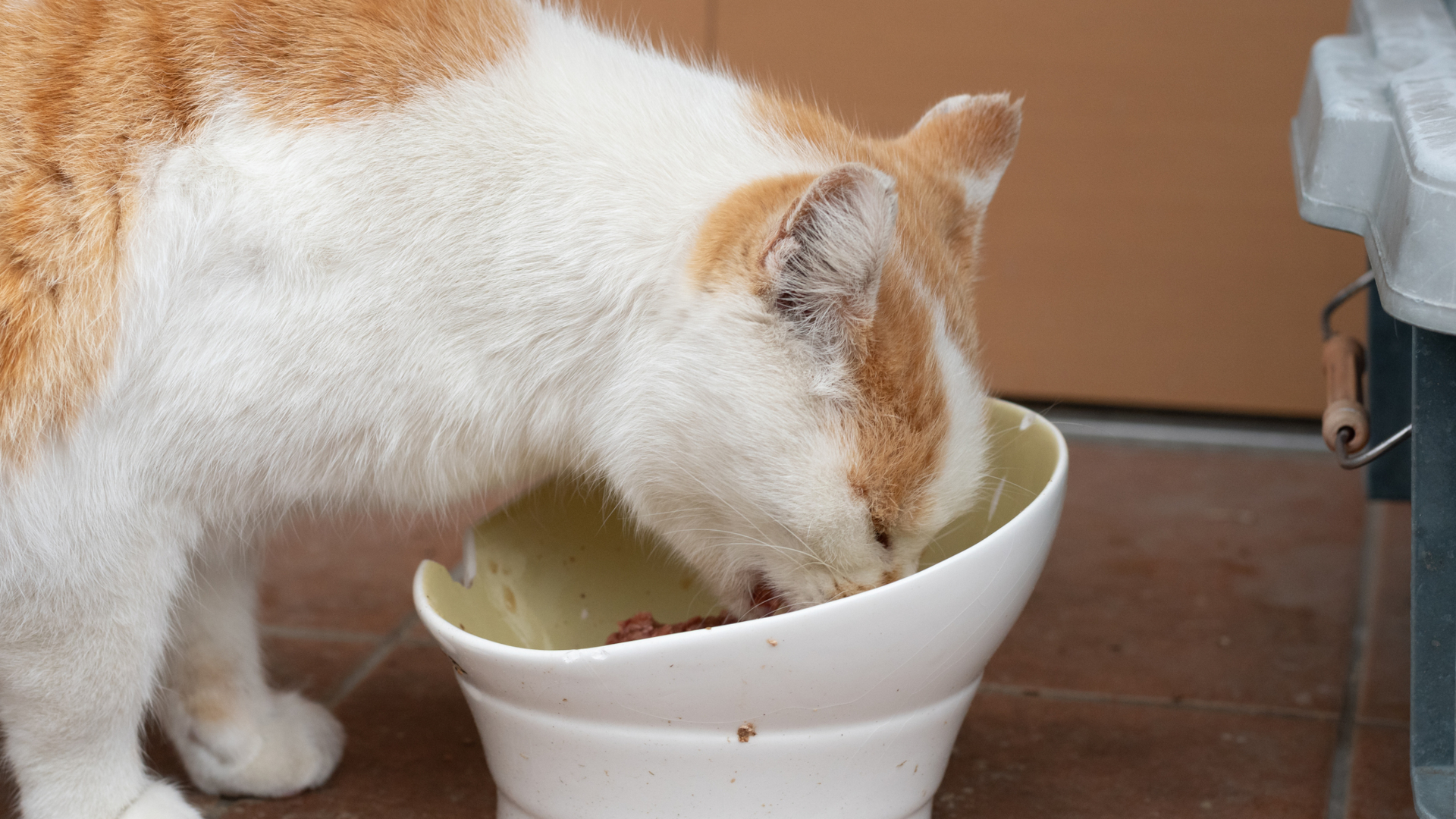 Best cat food bowl 2024 for the perfect mealtime | PetsRadar